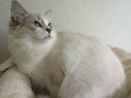 Ragdoll Mädchen/6 Monate - Gochsheim