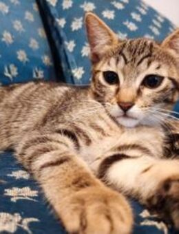 Marouso aus dem Tierschutz - Grevenbroich