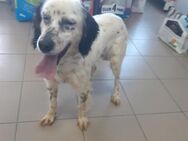 Dara sucht ihre Familie - Berlin