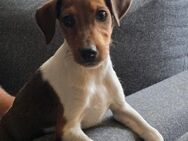 ❤️🐾 JOHN SUCHT EIN ZUHAUSE 🏡🐶 - Stuttgart