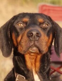 Sigma, geb. ca. 04/2024, Griechenland - Euskirchen