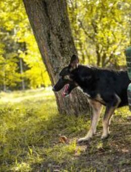 DUSTER - eher ruhig und anhänglich - Overath