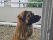 Leonberger sucht ein Zuhause - Böblingen