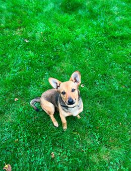 Terrier Corgi Mix Welpe Mischlingshunde - Werther (Westfalen)