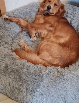 Golden Retriever - Gera