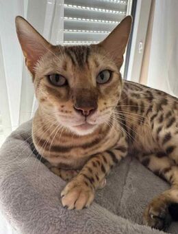 Liebevolles Zuhause für Taiga gesucht - Duisburg
