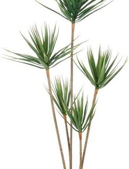 Kunstpflanze Dracaena draco, Creativ green, Höhe 165 cm, mit 5 Stämmen