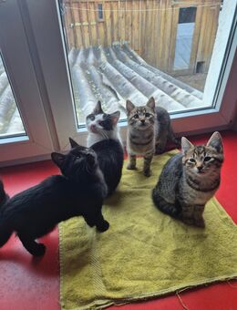 Kätzchen / kleine Katze - Herbertingen