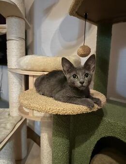 Misha; mutig, wild und liebenswert - Geilenkirchen