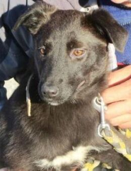 Maliah (46cm) ist offen + aufgeschlossen - Karben