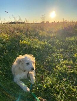 SAMSARA sucht ihre Familie - Greifswald