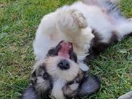 Zuckersüße Haverneser Mini Aussie Fellkinder - Gadebusch