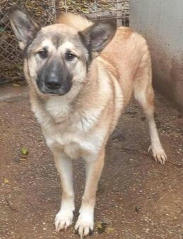 DJAMIL - lieb mit großem Herzen - Weiterstadt