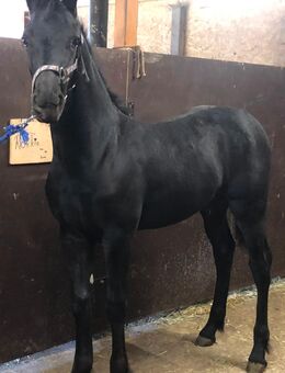 Friesen, Hengstfohlen, Fohlen, Friesenhengst - Hofbieber