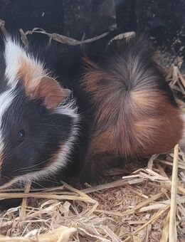 Meerschweinchen Nachwuchs - Grünhain-Beierfeld Beierfeld