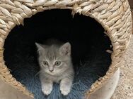 süße BKH Kitten - Rösrath