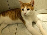 Yuri aus dem Tierschutz Kreta - Grevenbroich