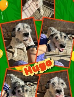 Senior Hugo- chancenlos??? - Nürnberg