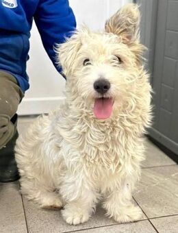 Kleine Knutschkugel Willi - Koblenz