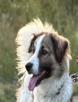 Luna - aktive Familie gesucht - Grevenbroich