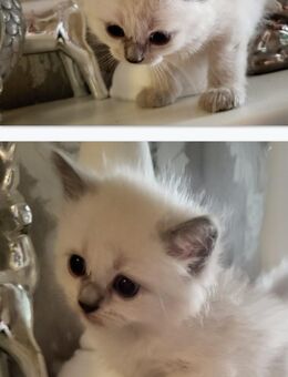 Siam Kitten. Katerchen. Kinderlieb. - Saarbrücken