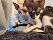 Wunderschöne reinrassige Cornish Rex Kitten mit Papieren - Zwickau