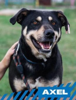 Axel - sanfter Familienhund - Berlin