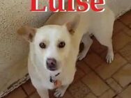 LUISE ❤ sucht Zuhause/Pflegestelle - Langenhagen