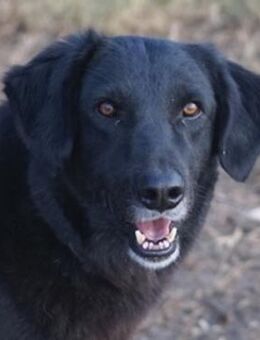 Swarzi, geb. 02/2018 Griechenland - Markdorf