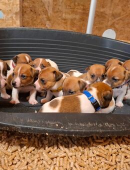 Jack Russel Terrier Welpen - Dietersburg