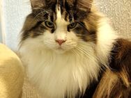 Maine Coon Deckkater hat Termine frei - Böbingen (Rems)