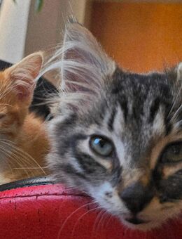 Super süße Kitten suchen ein Zuhause - Kaltenengers