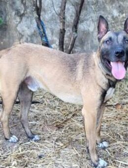 Chino ein treuer Begleiter - Berlin