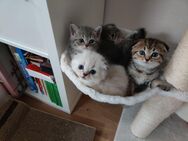 3 Britisch Kurzhaar und Langhaar Kitten Katzenbabys - Tettnang