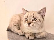 Britischkurzhaar Kater - Kerpen (Kolpingstadt)