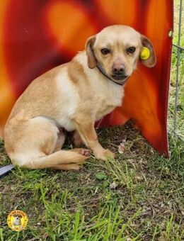 Coco sucht ein Zuhause - Wallerfangen