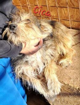 CICA- Wuschel sucht Familienanschluss - Konstanz