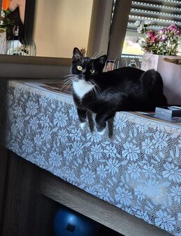 Nala und Simba suchen ein neues zuhause - Gelsenkirchen Erle