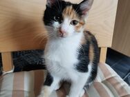 Kleine süße Katze sucht neues Zuhause - Neunkirchen (Saarland)