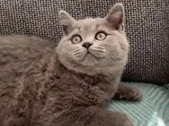 Bkh Kitten Nur 1 Männchen 1 Mädchen sind verfügbar - Leverkusen Zentrum
