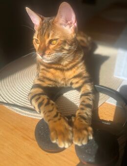 Bengalin+Kitten - Hoppegarten