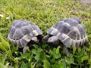 Landschildkröten, maurische, Weibchen, 2009, 2013, 2014 (2) - Waldaschaff