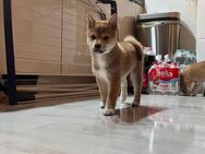 Reinrassige Shiba Inu Welpen - Rhinow