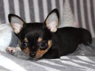 Reinrassiger Chihuahua Welpe sucht.... - Borna