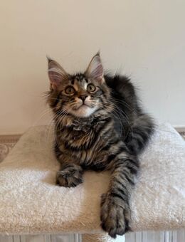 Maine Coon Kitten Mädchen bereit zum umziehen - Wetterzeube