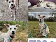 FIDO -sehr lieb, verschmust & freundlich - Duisburg