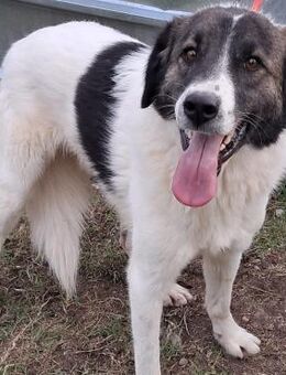 💛 Lieber Char mit großem Herzen 🐾 - Eislingen (Fils)