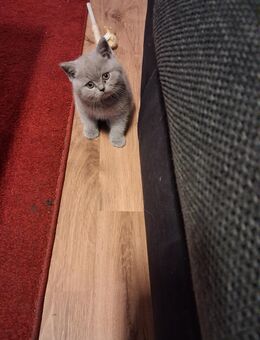 Bkh kitten - Achern