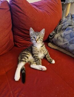 Kitten sucht neues Zuhause - Gummersbach
