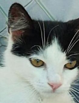 DUNJA-verspielte,wunderschöne Jung-Katze - Rösrath